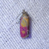 Atroposia oenotherana