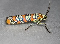 Atteva aurea