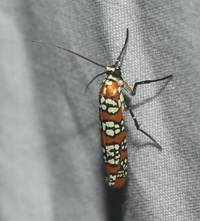 Atteva aurea