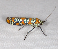 Atteva aurea