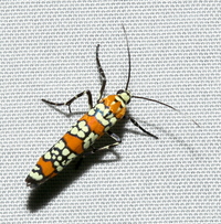 Atteva aurea