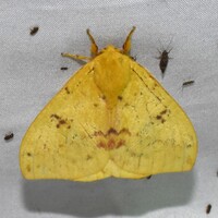 Automeris io