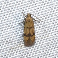 Autostichidae new species 1
