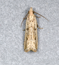 Bactra verutana