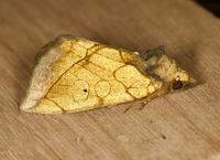 Basilodes pepita