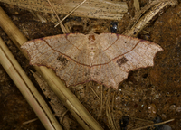 Besma quercivoraria