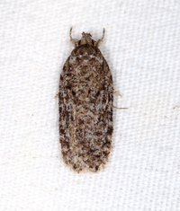Bibarrambla allenella