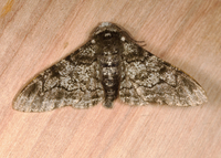 Biston betularia