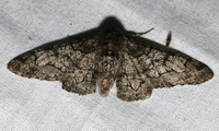 Biston betularia