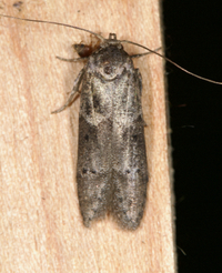 Blastobasis glandulella