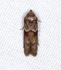 Blastobasis glandulella