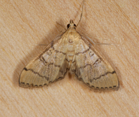 Blepharomastix ranalis