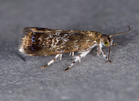Brenthia pavonacella