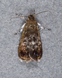 Brenthia pavonacella