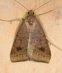 Caenurgia chloropha