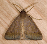 Caenurgia chloropha