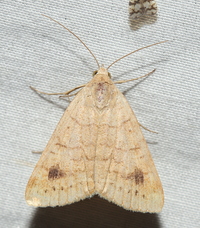 Caenurgia chloropha