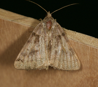 Caenurgina crassiuscula