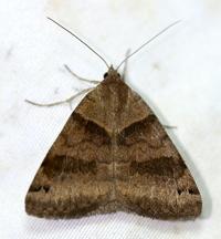 Caenurgina crassiuscula