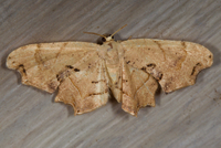 Calledapteryx dryopterata