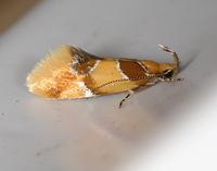 Callima argenticinctella