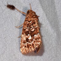 Callopistria granitosa