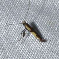 Caloptilia blandella