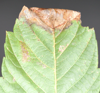 Caloptilia negundella