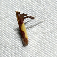 Caloptilia superbifrontella