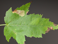 Cameraria aceriella