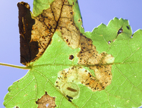 Cameraria aceriella
