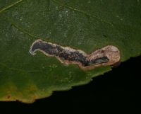 Cameraria caryaefoliella
