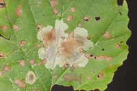 Cameraria hamameliella
