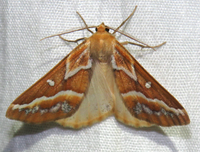 Caripeta angustiorata