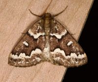 Caripeta divisata