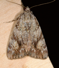 Catocala amica