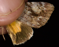 Catocala amica
