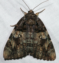 Catocala ilia