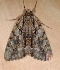 Catocala retecta