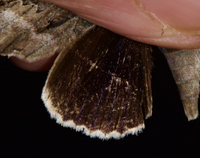Catocala retecta