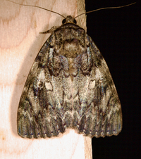 Catocala umbrosa