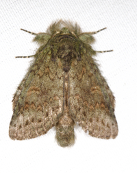 Cecrita biundata