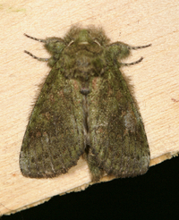 Cecrita biundata