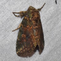 Cecrita biundata
