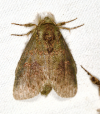 Cecrita biundata