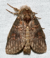 Cecrita biundata