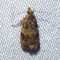 Celypha cespitana of authors