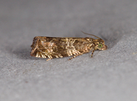 Celypha cespitana of authors