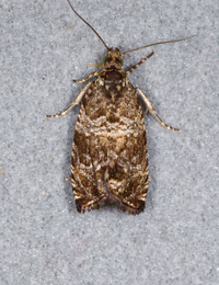 Celypha cespitana of authors