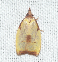 Cenopis lamberti
